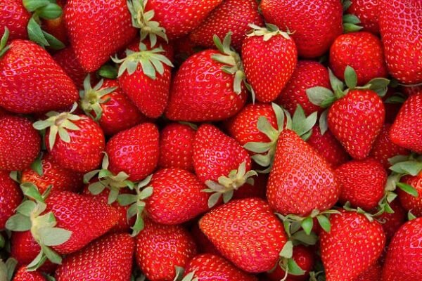 Fraises 500g