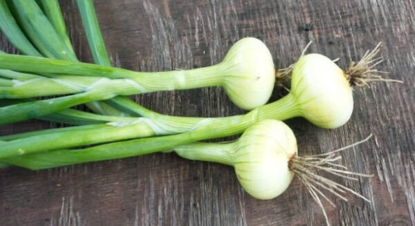 Oignons botte