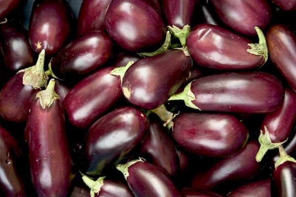 Aubergine pièce