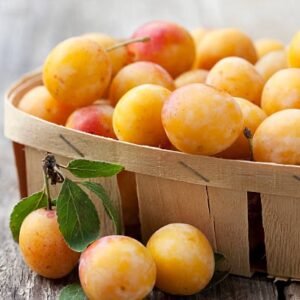 Mirabelles kilo