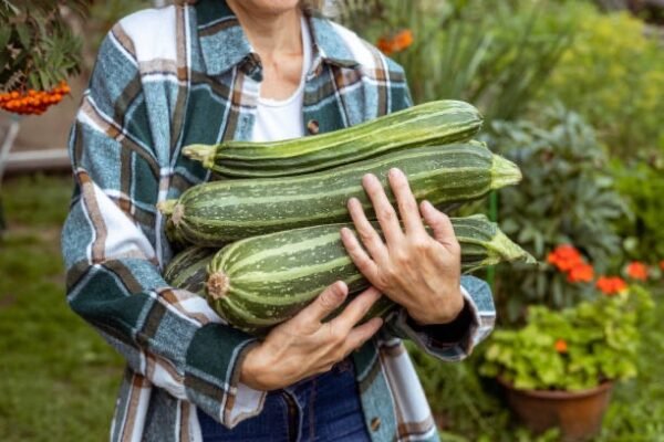 Courgette ratatouille