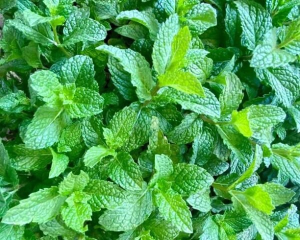 Menthe