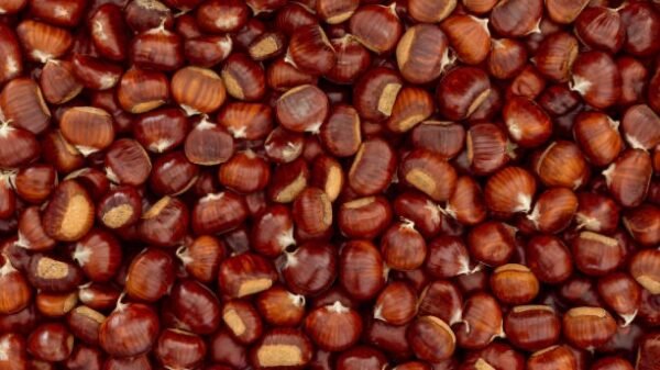 Marrons 250g